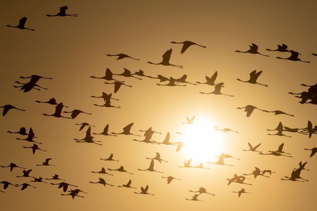 Flamingos flying over Lake Logipi at sunrise