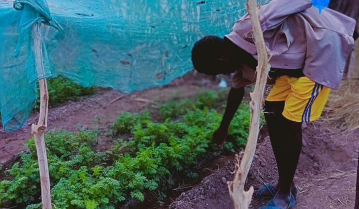 Community vegetable garden in Parkati